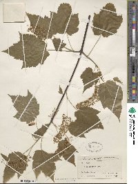 Acer spicatum image