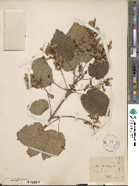 Acer spicatum image