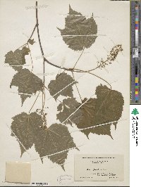 Acer spicatum image