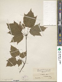 Acer spicatum image