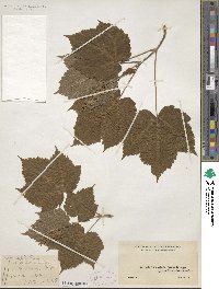 Acer spicatum image