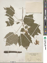 Acer spicatum image