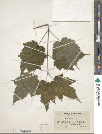 Acer spicatum image