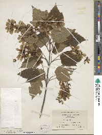 Acer spicatum image