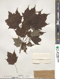 Acer spicatum image