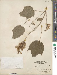 Acer spicatum image