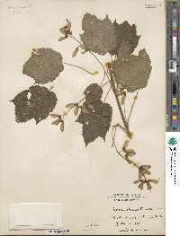 Acer spicatum image