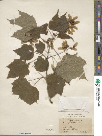 Acer spicatum image