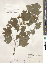 Acer spicatum image