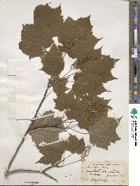 Acer spicatum image