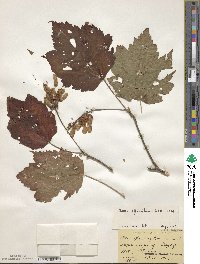 Acer spicatum image