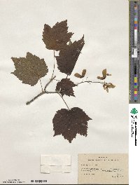 Acer spicatum image