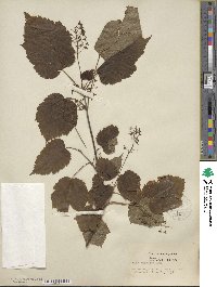 Acer spicatum image