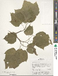 Acer spicatum image