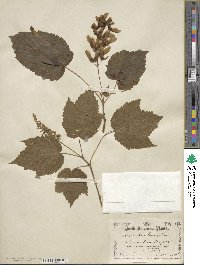 Acer spicatum image