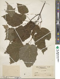 Acer spicatum image