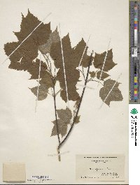 Acer spicatum image