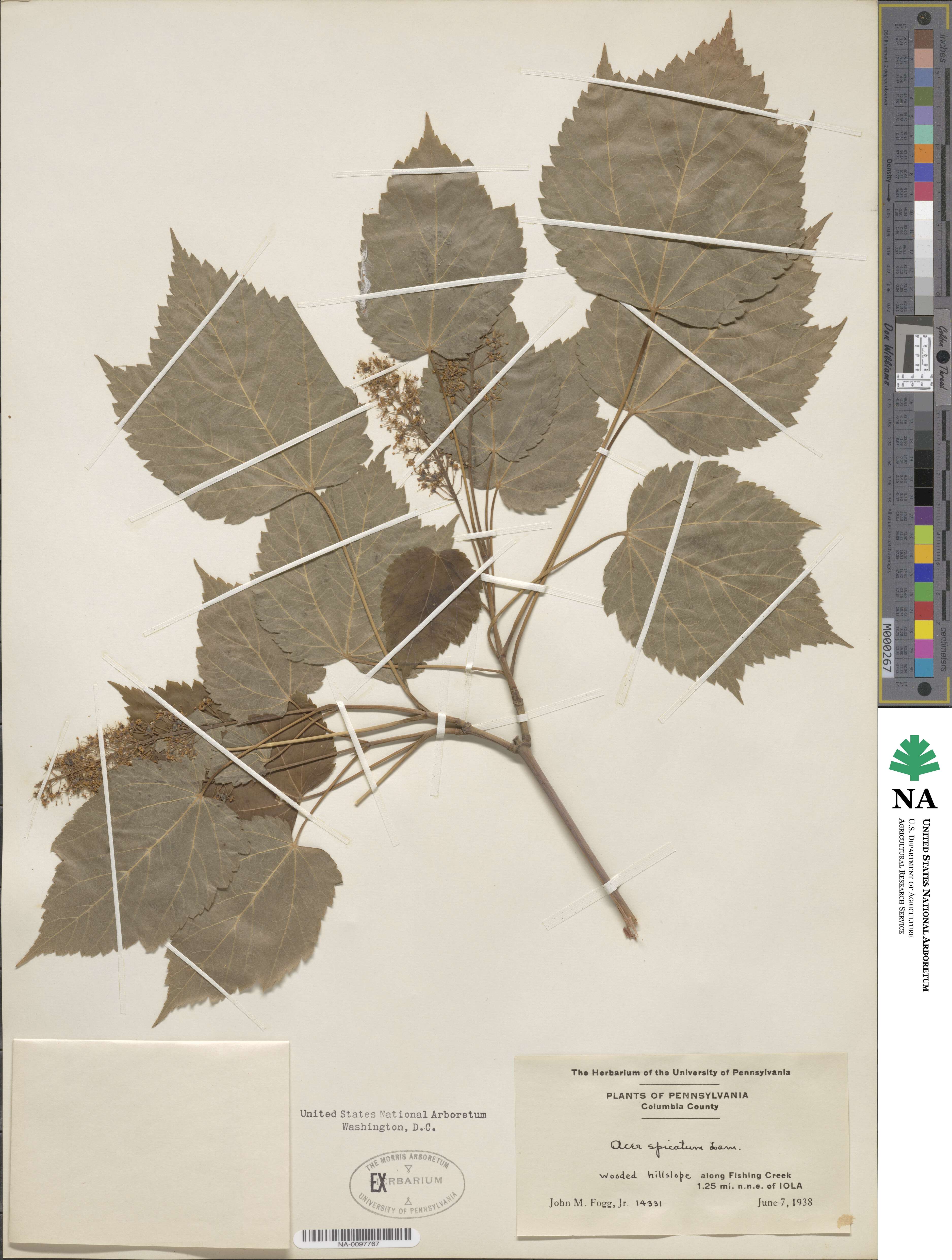 Acer spicatum image