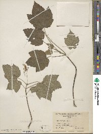 Acer spicatum image