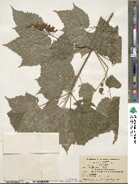 Acer spicatum image