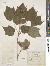 Acer spicatum image