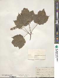 Acer spicatum image