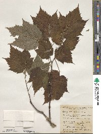 Acer spicatum image