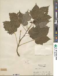 Acer spicatum image