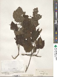 Acer spicatum image