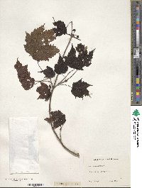 Acer spicatum image