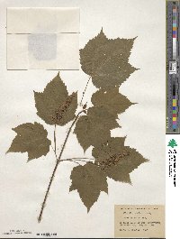 Acer spicatum image