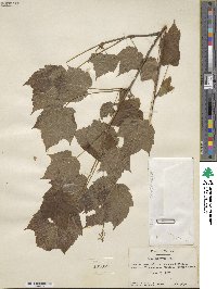 Acer spicatum image