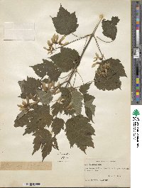 Acer spicatum image