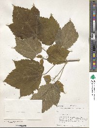 Acer spicatum image