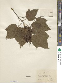 Acer spicatum image