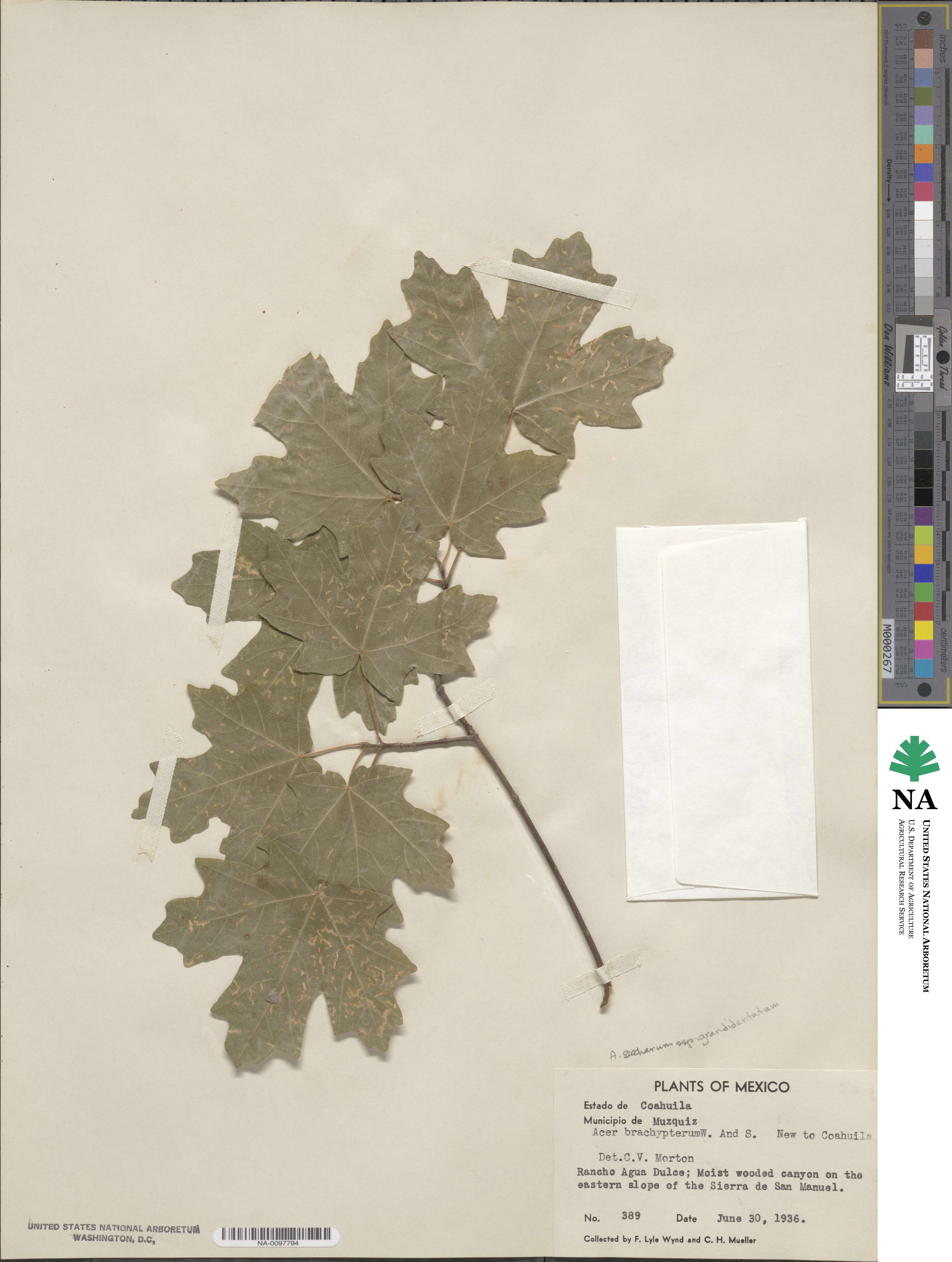 Acer grandidentatum image