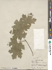 Acer grandidentatum image