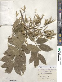 Fraxinus americana var. americana image