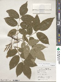 Fraxinus americana var. americana image