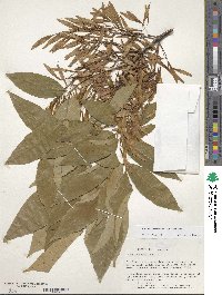 Fraxinus americana var. americana image