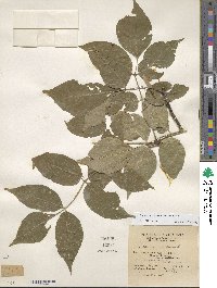 Fraxinus americana var. americana image