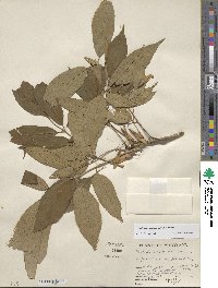 Fraxinus americana var. americana image