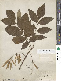 Fraxinus americana var. americana image