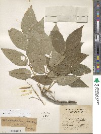 Fraxinus americana var. americana image