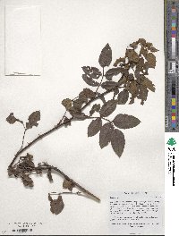 Rosa canina image