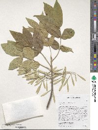 Fraxinus pennsylvanica var. pennsylvanica image