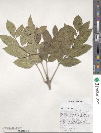 Fraxinus pennsylvanica var. pennsylvanica image