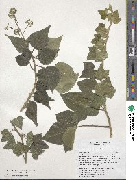 Hedera helix image