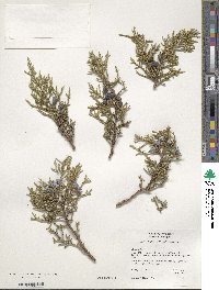 Juniperus occidentalis image