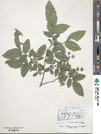 Vaccinium simulatum image